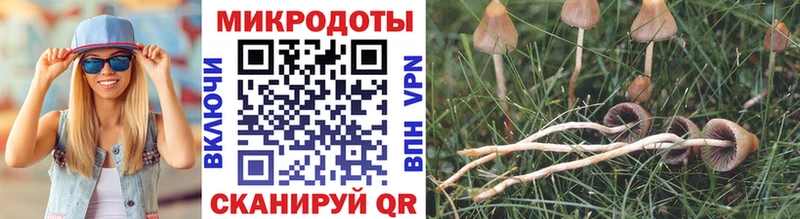 Псилоцибиновые грибы Magic Shrooms  где продают   Каргат 